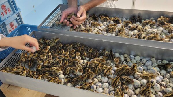 2023.6.4　孵卵開始🥚