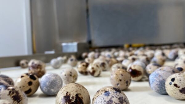 🥚2024.10.9 出荷先研修　その1　GPC🥚