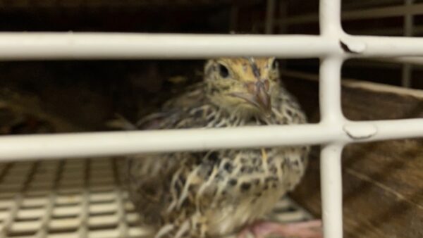 2024.10.25 雛の予防接種と引っ越しをします