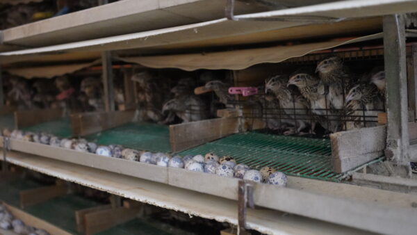 2024.9.20 幡野ファーム、農場の風景