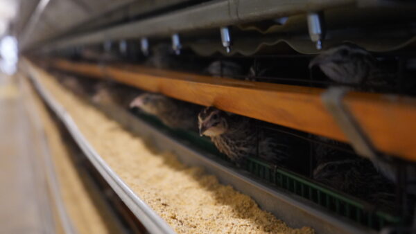 2024.6.10　幡野ファーム、農場の風景