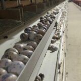 2024.12.17 幡野ファーム、農場の風景