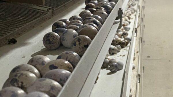 2024.12.17 幡野ファーム、農場の風景