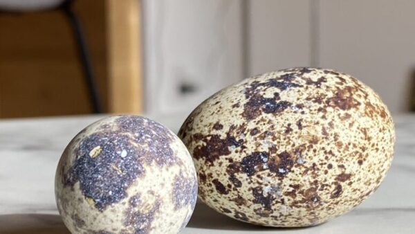 2024.12.13幡野ファーム、農場の風景