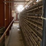 2025.1.28 幡野ファーム、農場の風景 脱走羽発見👀