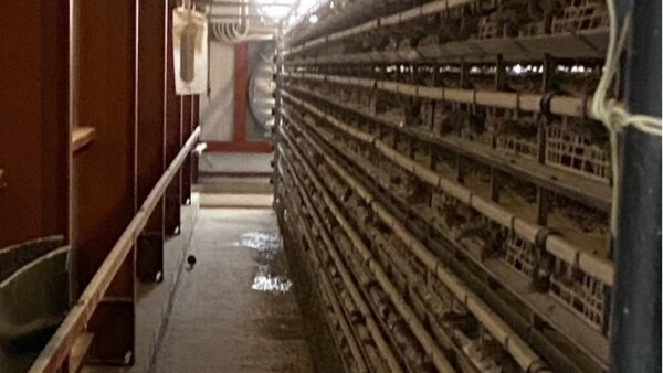 2025.1.28 幡野ファーム、農場の風景 脱走羽発見👀