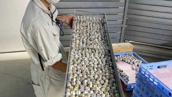 2025.1.16　幡野ファーム、農場の風景