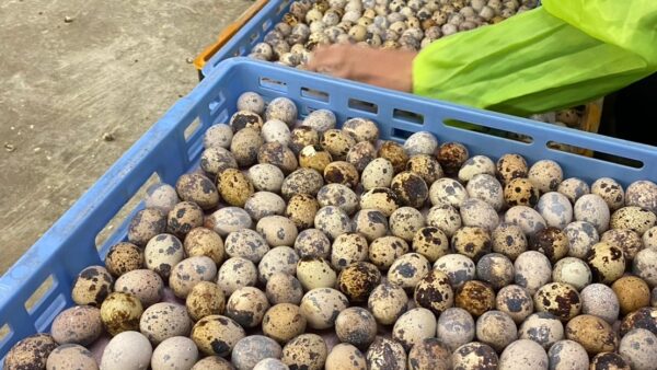 2025.1.27幡野ファーム、農場の風景　出荷作業