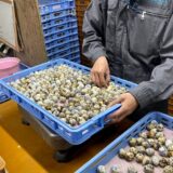 2025.1.27幡野ファーム、農場の風景 出荷作業