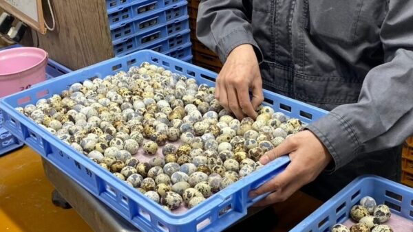 2025.1.27幡野ファーム、農場の風景 出荷作業