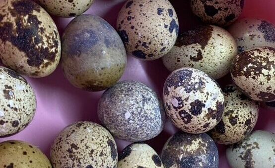 2025.1.27幡野ファーム、農場の風景　出荷作業