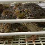 2025.1.28幡野ファーム、農場の風景　中雛移動