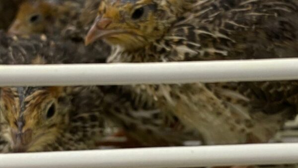 2025.1.28幡野ファーム、農場の風景　中雛移動