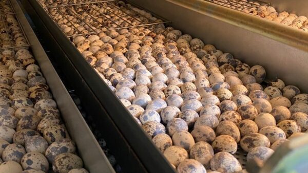 2025.1.30幡野ファーム、農場の風景　移卵