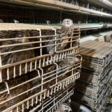 2024.11.8 雛の引っ越し その２