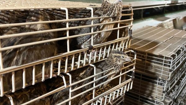 2024.11.8 雛の引っ越し その２