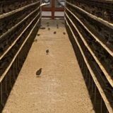 2024.2.4　幡野ファーム、農場の風景　脱走羽発見👀