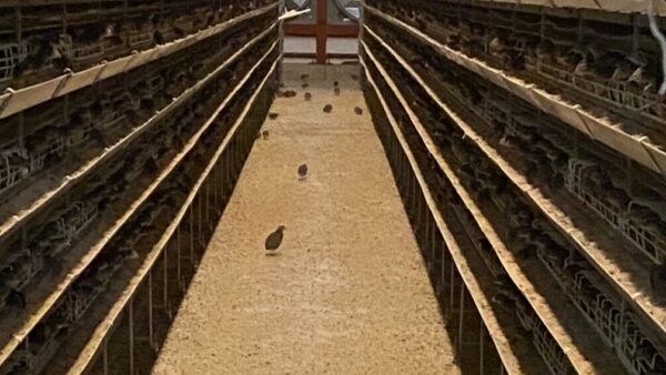 2024.2.4　幡野ファーム、農場の風景　脱走羽発見👀