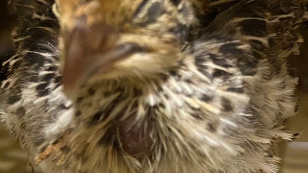 2024.2.4幡野ファーム、農場の風景