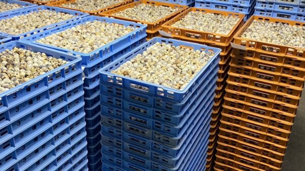 2025.2.10　幡野ファーム農場の風景　