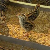 2025.2.20幡野ファーム、農場の風景