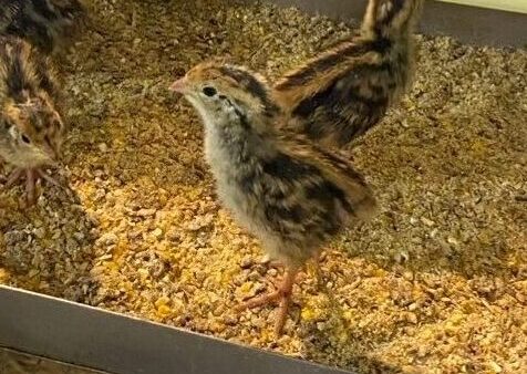 2025.2.20幡野ファーム、農場の風景