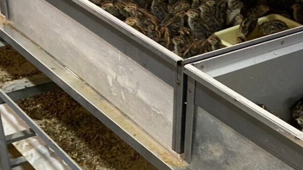 2025.2.20幡野ファーム、農場の風景除糞作業