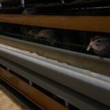 2025.2.21幡野ファーム、農場の風景　成鶉舎にて