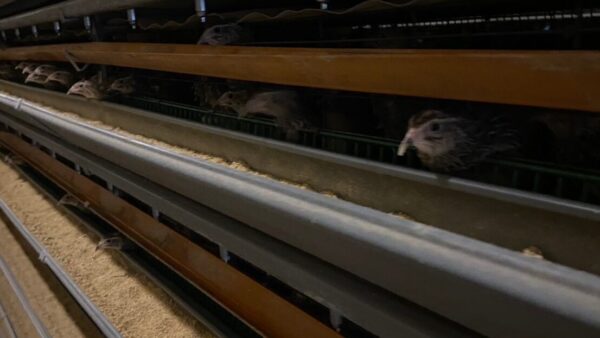 2025.2.21幡野ファーム、農場の風景　成鶉舎にて