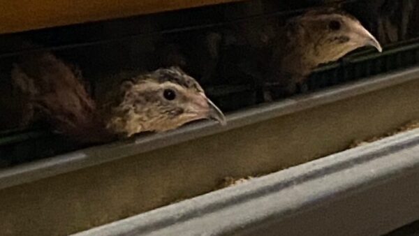 2025.2.21幡野ファーム、農場の風景 成鶉舎