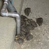 幡野ファーム　育成農場の風景