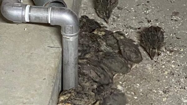 幡野ファーム　育成農場の風景