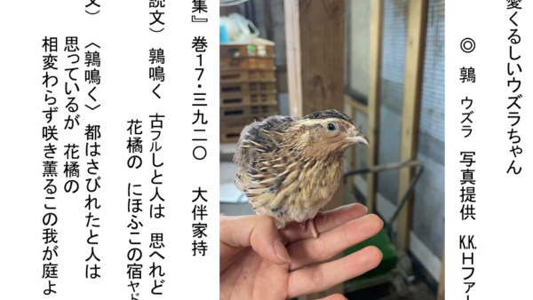 うずら、万葉集での紹介