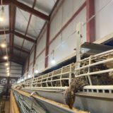 2025.3.11 幡野ファーム、農場の風景　中雛舎