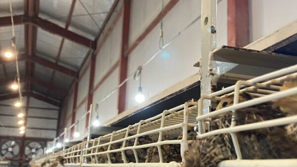 2025.3.11 幡野ファーム、農場の風景　中雛舎