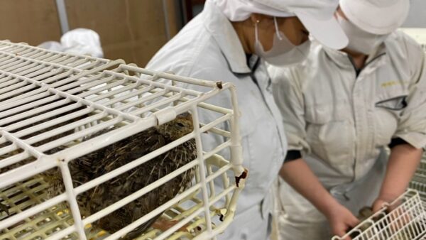 2025.3.11幡野ファーム、新人スタッフ🌱