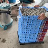 2025.3.11幡野ファーム、農場の風景 種卵運び🚙