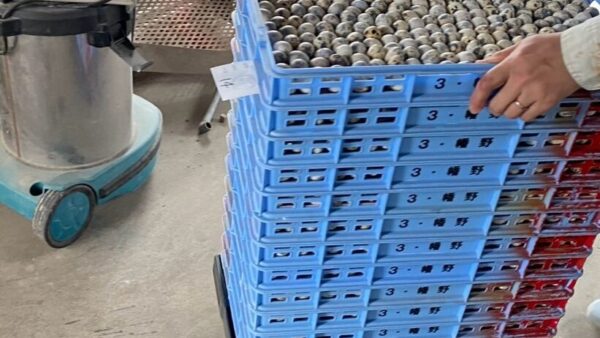 2025.3.11幡野ファーム、農場の風景 種卵運び🚙