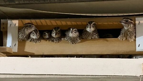 2025.3.18幡野ファーム、農場の風景　成鶉舎のうずらたち