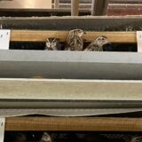 2025.3.28幡野ファーム、農場の風景