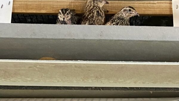 2025.3.28幡野ファーム、農場の風景