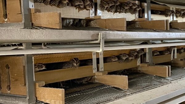 2025.3.4幡野ファーム、農場の風景