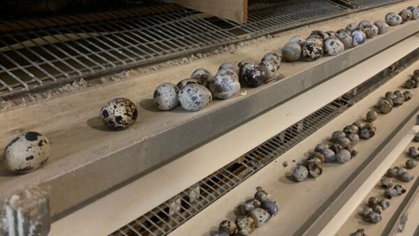 2025.3.6 幡野ファーム、農場の風景 成鶉舎