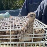 2025.3.7幡野ファーム、農場の風景 成鶉舎移動