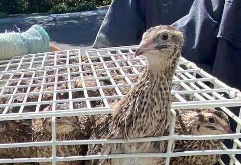 2025.3.7幡野ファーム、農場の風景 成鶉舎移動