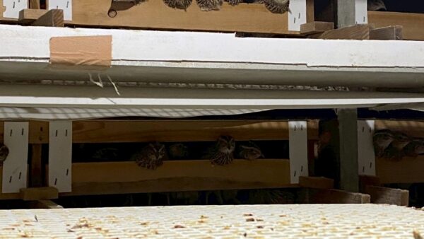 2025.4.18幡野ファーム、農場の風景