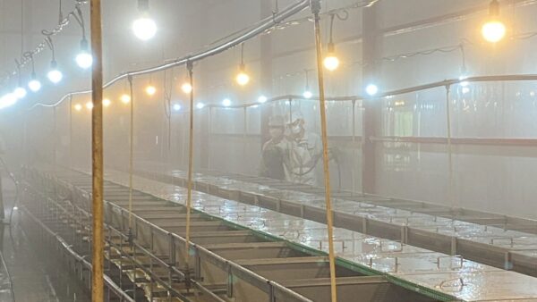 2025.4.22幡野ファーム、育成場洗浄