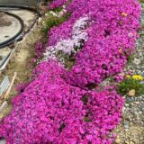 2025.4.22 幡野ファーム、農場の風景🌸