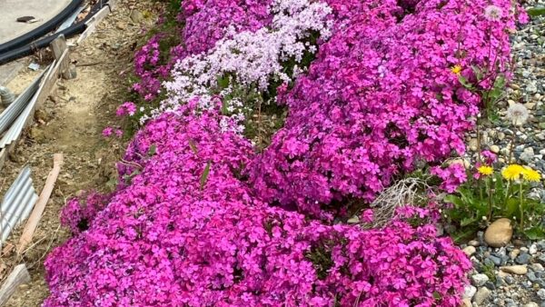 2025.4.22 幡野ファーム、農場の風景🌸