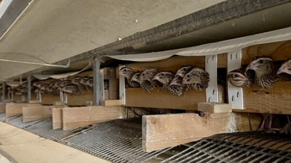 2025.4.24幡野ファーム、農場の風景